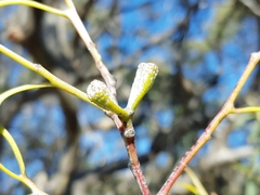 Eucalyptus coccifera