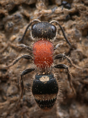 Bischoffitilla
