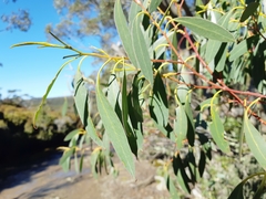 Eucalyptus coccifera