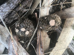Poronia erici