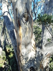 Eucalyptus coccifera