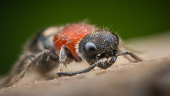 Bischoffitilla
