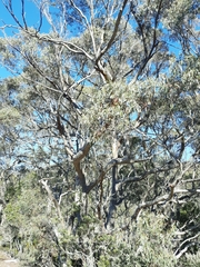 Eucalyptus coccifera