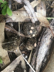 Poronia erici