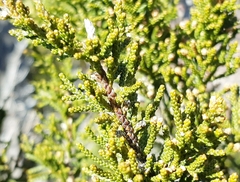 Pherosphaera hookeriana