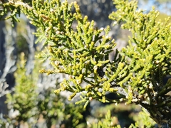 Pherosphaera hookeriana