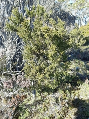 Pherosphaera hookeriana