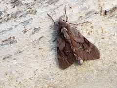 Lapara coniferarum