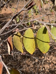 Grewia bicolor