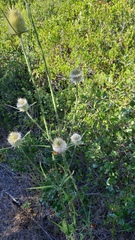 Dipsacus comosus