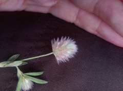 Trifolium arvense