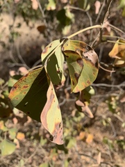 Pterocarpus rotundifolius