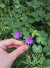 Geranium pyrenaicum