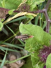 Chorthippus brunneus