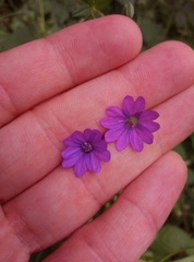 Geranium pyrenaicum