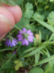 Geranium pyrenaicum