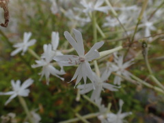 Silene fissipetala
