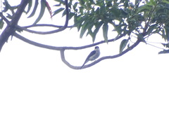 Hemipus hirundinaceus