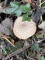 Scleroderma citrinum