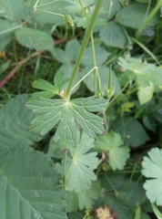 Geranium pyrenaicum