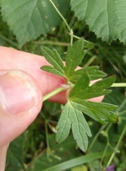 Geranium pyrenaicum