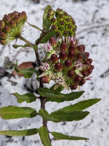 Asclepias curtissii image