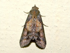Lophoptera anthyalus