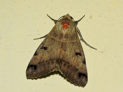 Ophiusa