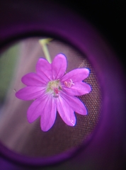 Geranium pyrenaicum