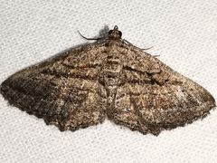 Rhoptria asperaria
