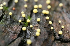 Elaeomyxa cerifera
