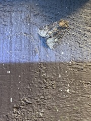 Phosphila turbulenta