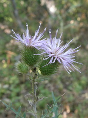Cirsium laniflorum