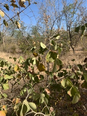 Pterocarpus rotundifolius