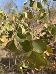 Pterocarpus rotundifolius