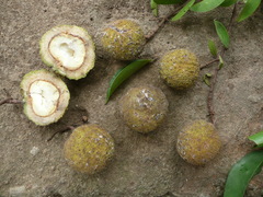 Dactyladenia globosa