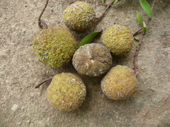 Dactyladenia globosa