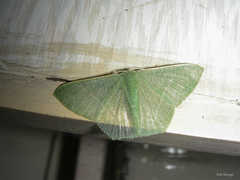 Lepidoptera