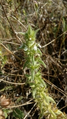 Sideritis romana