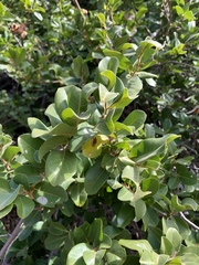 Artabotrys brachypetalus
