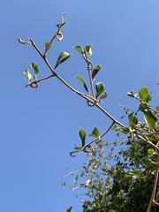 Artabotrys brachypetalus