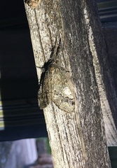 Dasychira obliquata