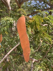 Albizia forbesii