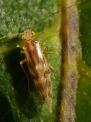 Graphopsocus cruciatus