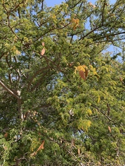 Albizia forbesii