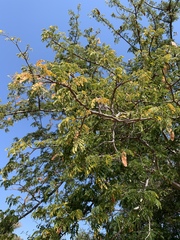 Albizia forbesii