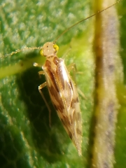 Graphopsocus cruciatus