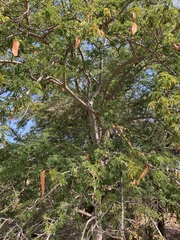 Albizia forbesii