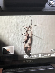 Lepidoptera