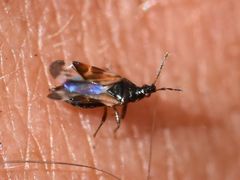 Anthocoris nemoralis